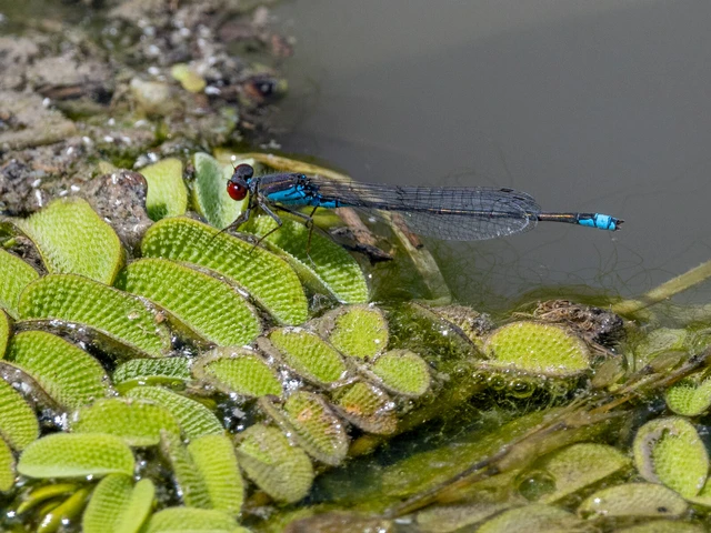 Erythromma viridulum - kis pirosszemű-légivadász Erythromma viridulum - kis pirosszemű-légivadász