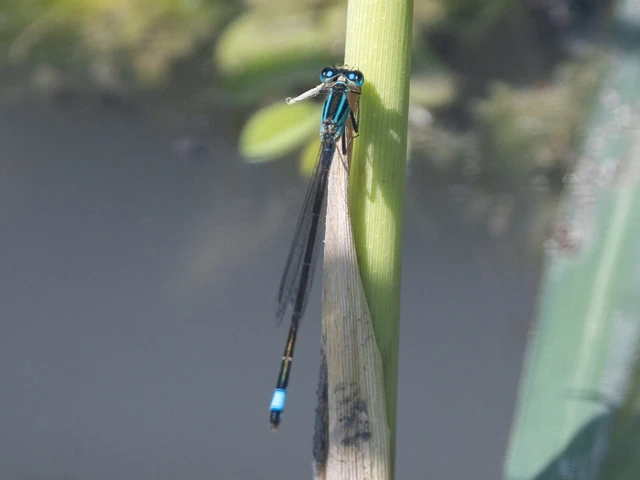Ischnura elegans pontica - kéköves légivadász Ischnura elegans pontica - kéköves légivadász