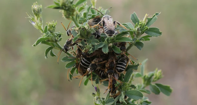 Hymenoptera - Hártyásszárnyúak