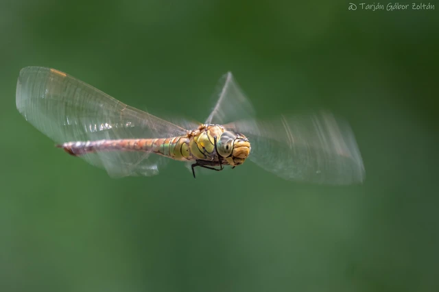 Odonata - Szitakötők Odonata - Szitakötők