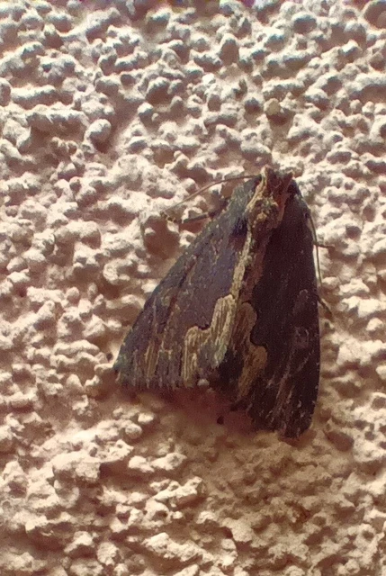 Dypterygia scabriuscula - szurokbarna nyáribagoly