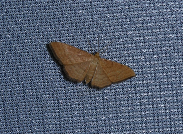 Idaea ochrata - okkerszínű sávosaraszoló