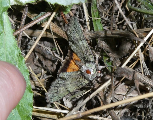 Polyphaenis sericata - selyemfényű erdeibagoly