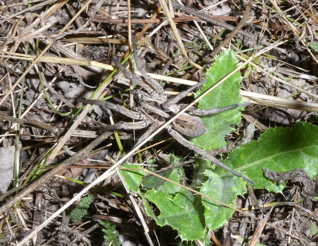 Araneae - Pókok Araneae - Pókok
