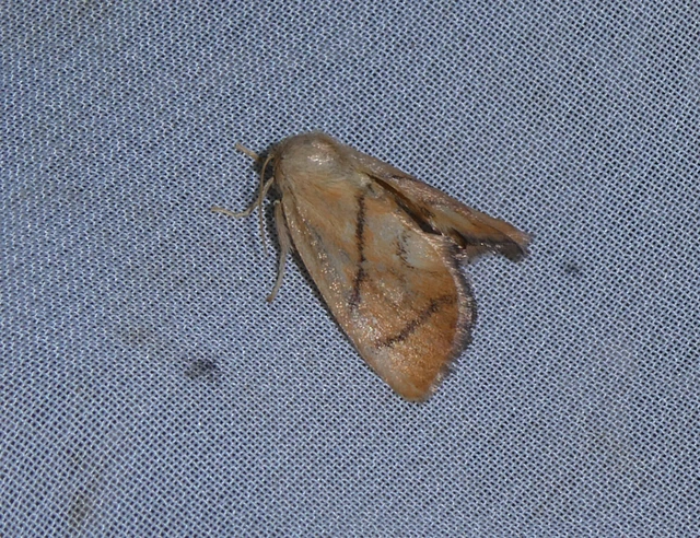 Apoda limacodes - kagylólepke