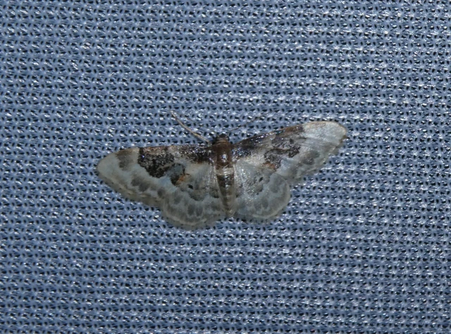 Idaea rusticata - tarka apróaraszoló