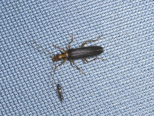 Coleoptera - Bogarak Coleoptera - Bogarak