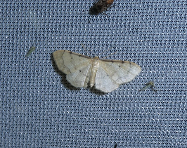 Idaea politaria - vonalas apróaraszoló