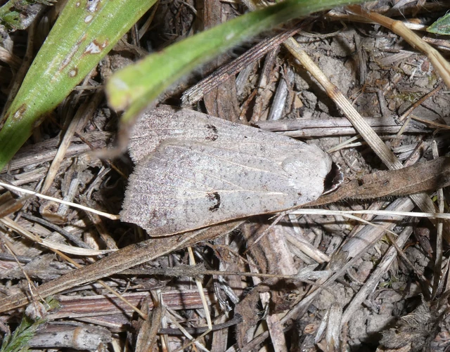 Lygephila craccae - gyakori csüdfűbagoly