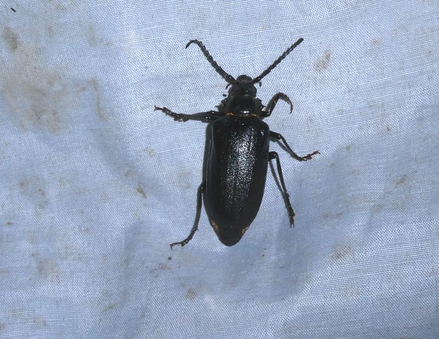 Coleoptera - Bogarak Coleoptera - Bogarak