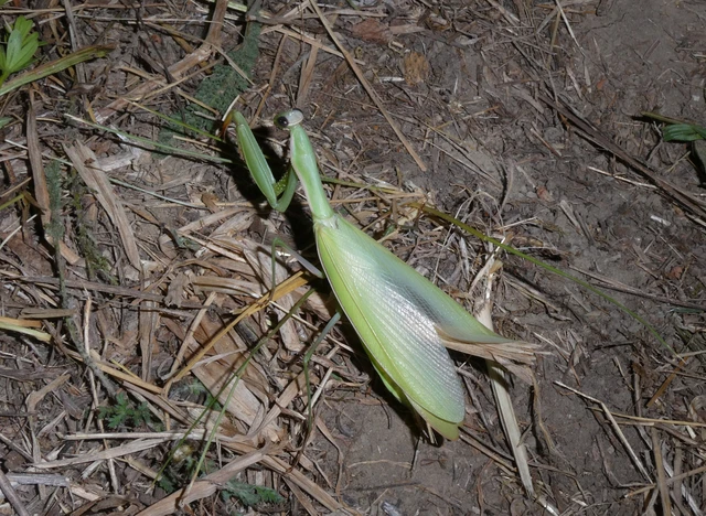 Mantodea - Fogólábúak