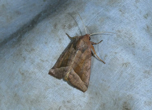 Hydraecia micacea - csillogó acsalapubagoly