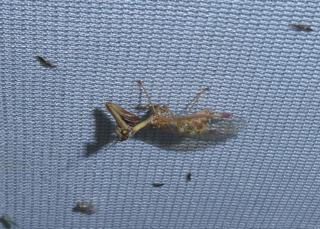 Neuroptera - Recésszárnyúak Neuroptera - Recésszárnyúak