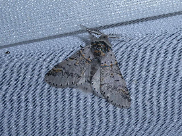 Furcula furcula - szürke púposszövő