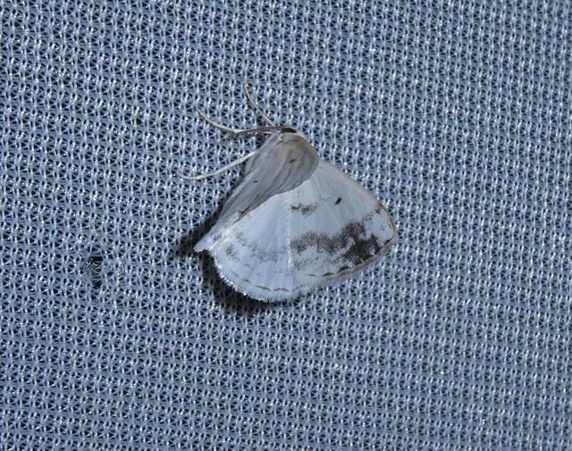 Lomographa temerata - foltos fehéraraszoló
