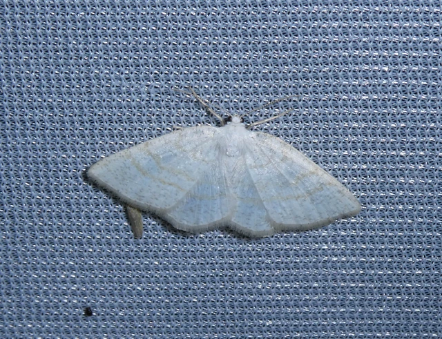 Cabera exanthemata - pettyes égeraraszoló