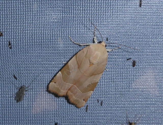 Noctua fimbriata - szélessávú sárgafűbagoly
