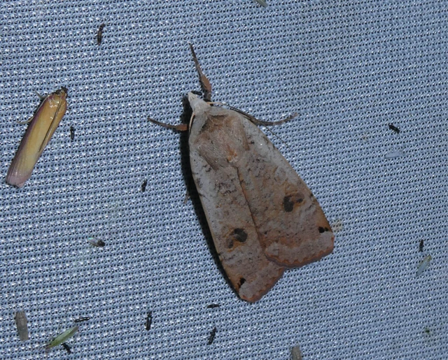 Noctua pronuba - nagy sárgafűbagoly