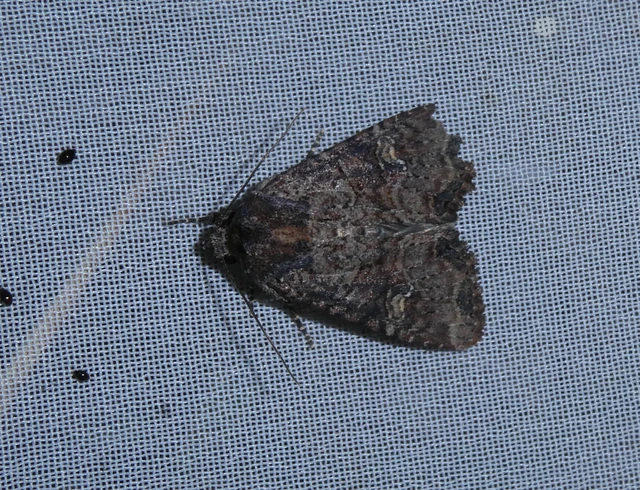 Mesapamea secalella/secalis