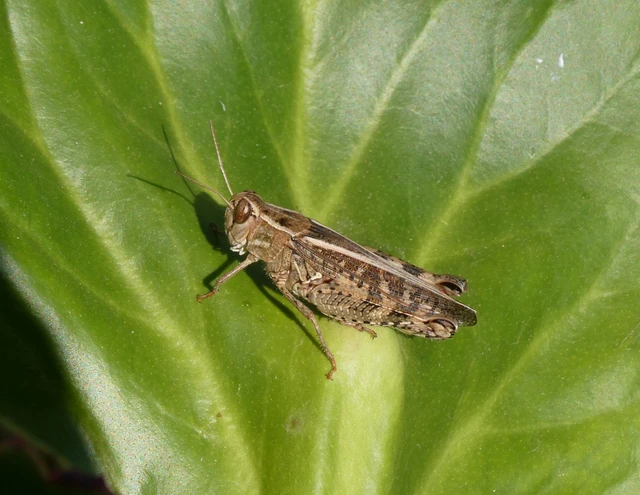 Orthoptera - Egyenesszárnyúak Orthoptera - Egyenesszárnyúak