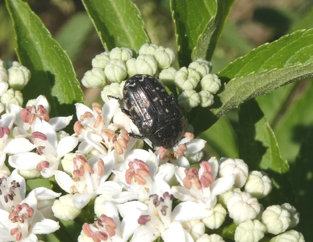 Coleoptera - Bogarak Coleoptera - Bogarak