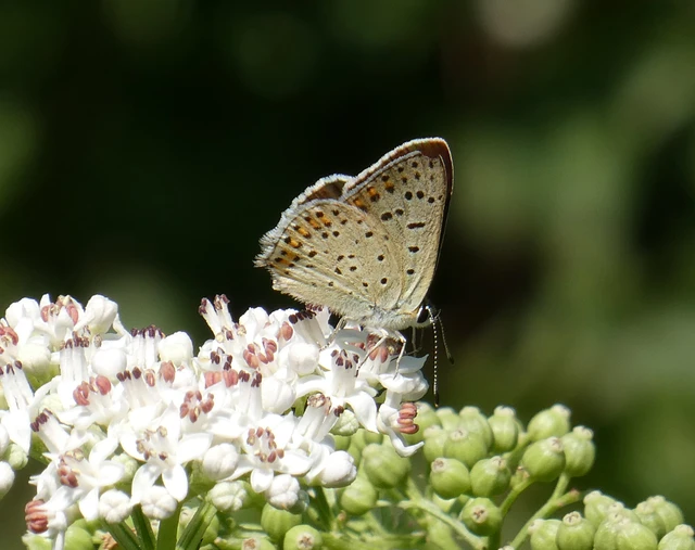 Lycaena tityrus - barna tűzlepke Lycaena tityrus - barna tűzlepke