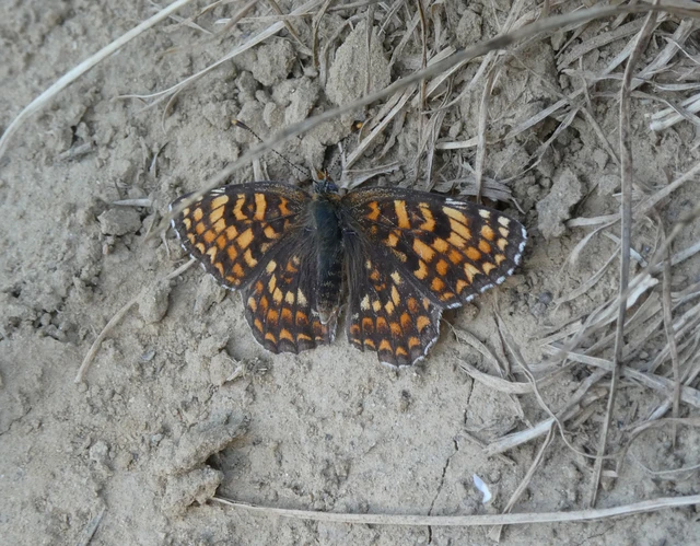 Melitaea phoebe - nagy tarkalepke