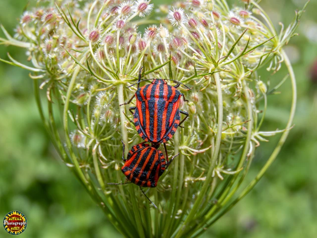 Heteroptera - Poloskák Heteroptera - Poloskák