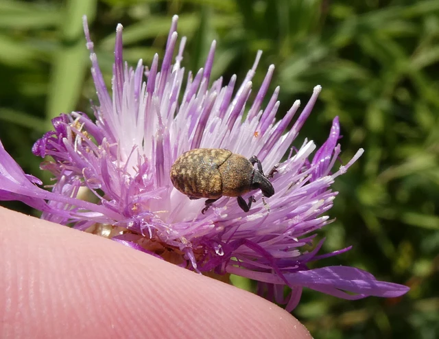 Coleoptera - Bogarak