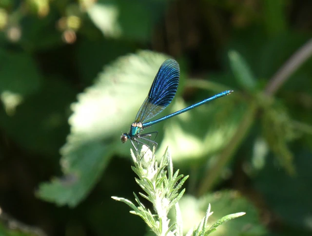 Odonata - Szitakötők Odonata - Szitakötők