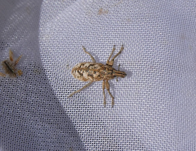 Coleoptera - Bogarak