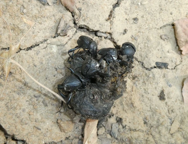 Coleoptera - Bogarak