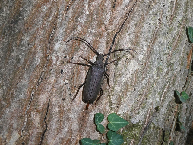 Coleoptera - Bogarak