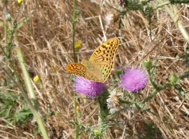 Argynnis pandora - zöldes gyöngyházlepke Argynnis pandora - zöldes gyöngyházlepke