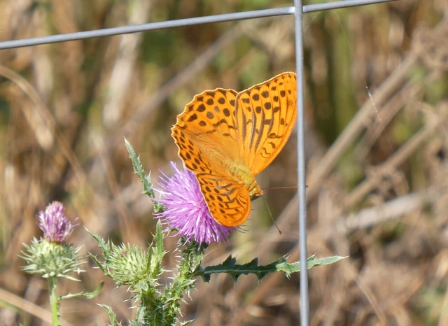 Argynnis paphia - nagy gyöngyházlepke Argynnis paphia - nagy gyöngyházlepke