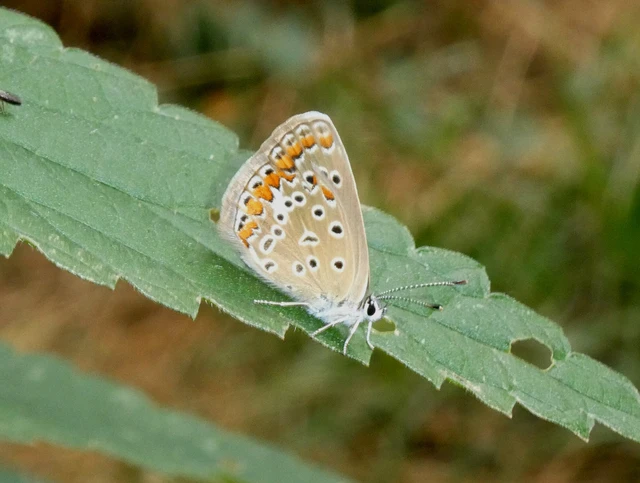 Polyommatus icarus - közönséges boglárka