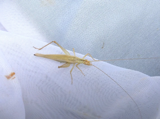 Orthoptera - Egyenesszárnyúak Orthoptera - Egyenesszárnyúak