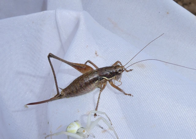 Orthoptera - Egyenesszárnyúak Orthoptera - Egyenesszárnyúak