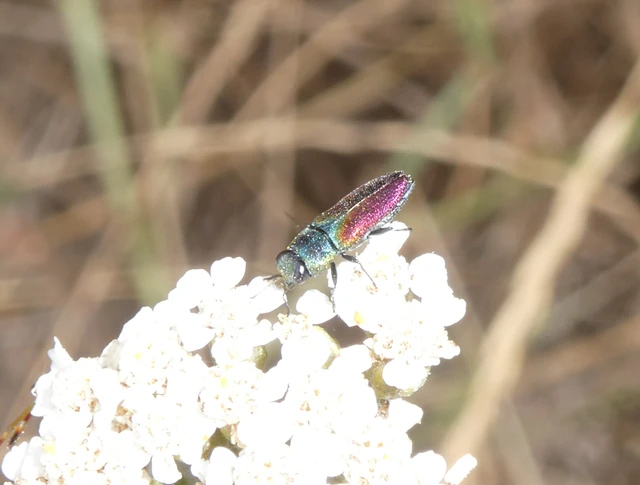 Coleoptera - Bogarak