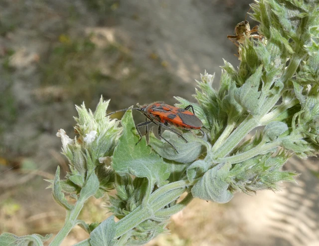 Corizus hyoscyami - piros karimáspoloska Corizus hyoscyami - piros karimáspoloska