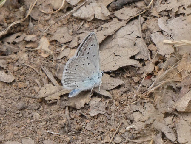 Polyommatus daphnis - csipkés boglárka Polyommatus daphnis - csipkés boglárka