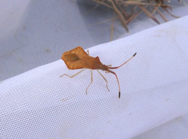 Syromastus rhombeus - vitorlás karimáspoloska Syromastus rhombeus - vitorlás karimáspoloska