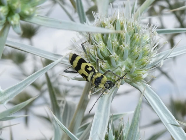 Coleoptera - Bogarak