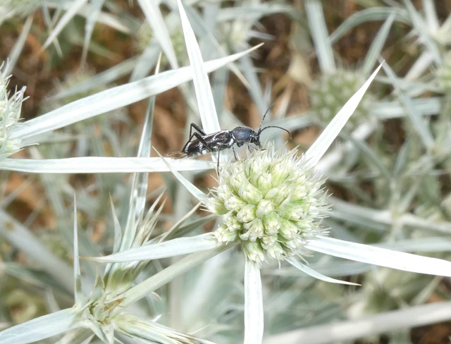 Coleoptera - Bogarak