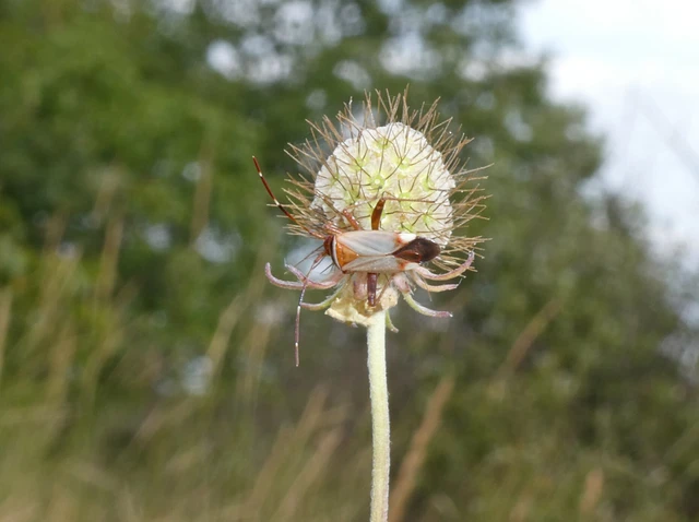 Adelphocoris vandalicus - feketevállú mezeipoloska Adelphocoris vandalicus - feketevállú mezeipoloska