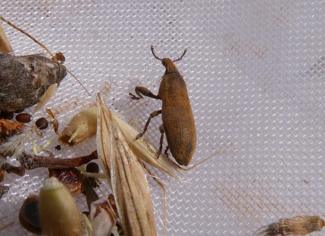Coleoptera - Bogarak