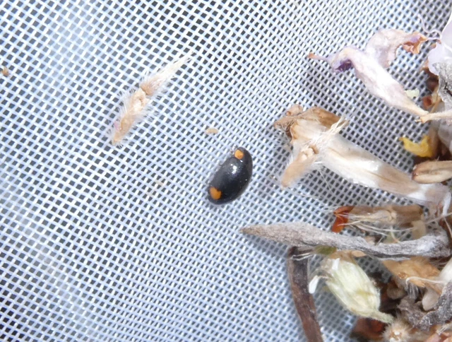 Coleoptera - Bogarak