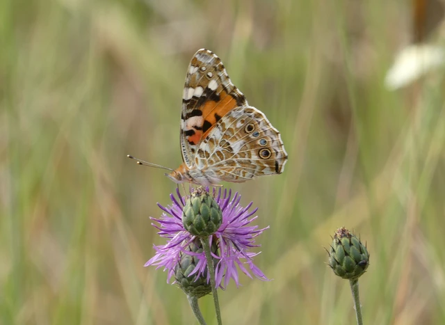 Vanessa cardui - bogáncslepke Vanessa cardui - bogáncslepke