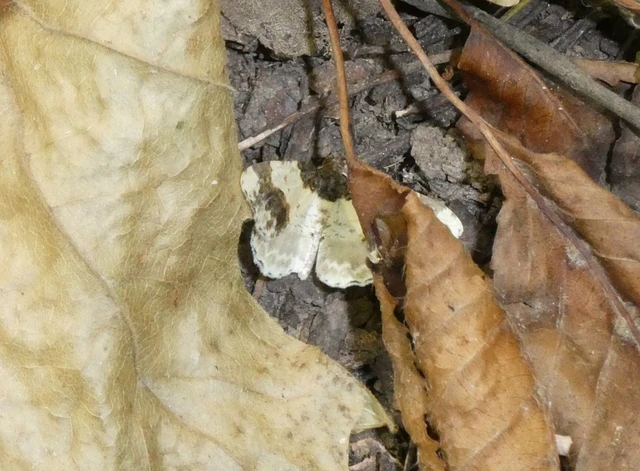 Ligdia adustata - barna levélaraszoló