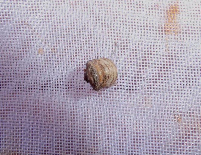Vilpianus galii Vilpianus galii